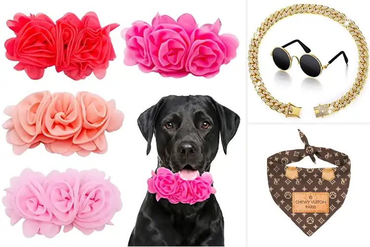 Detailed view of Best Dog Fashion Accessories
